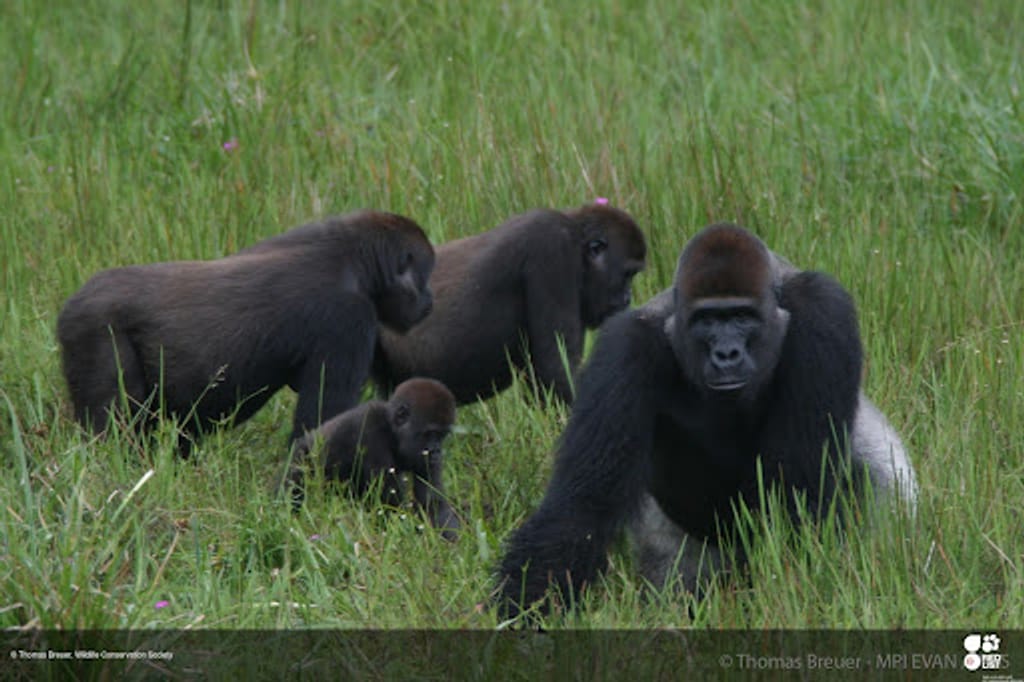 Vom Aussterben bedrohte Gorillas: Viren als einer der Gründe