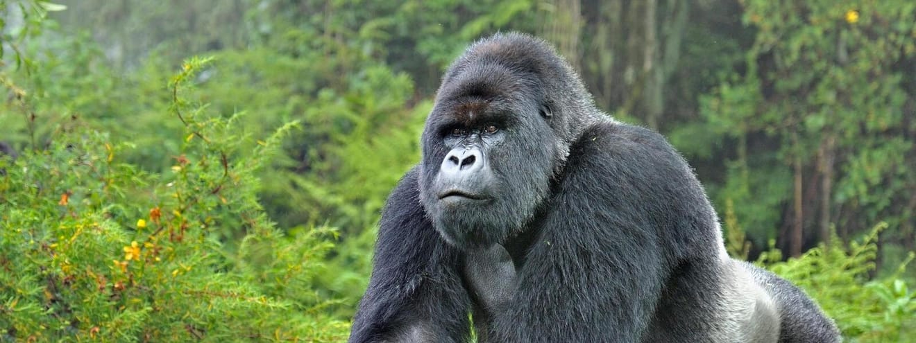 Gorilas en peligro de extinción, los virus también son una causa