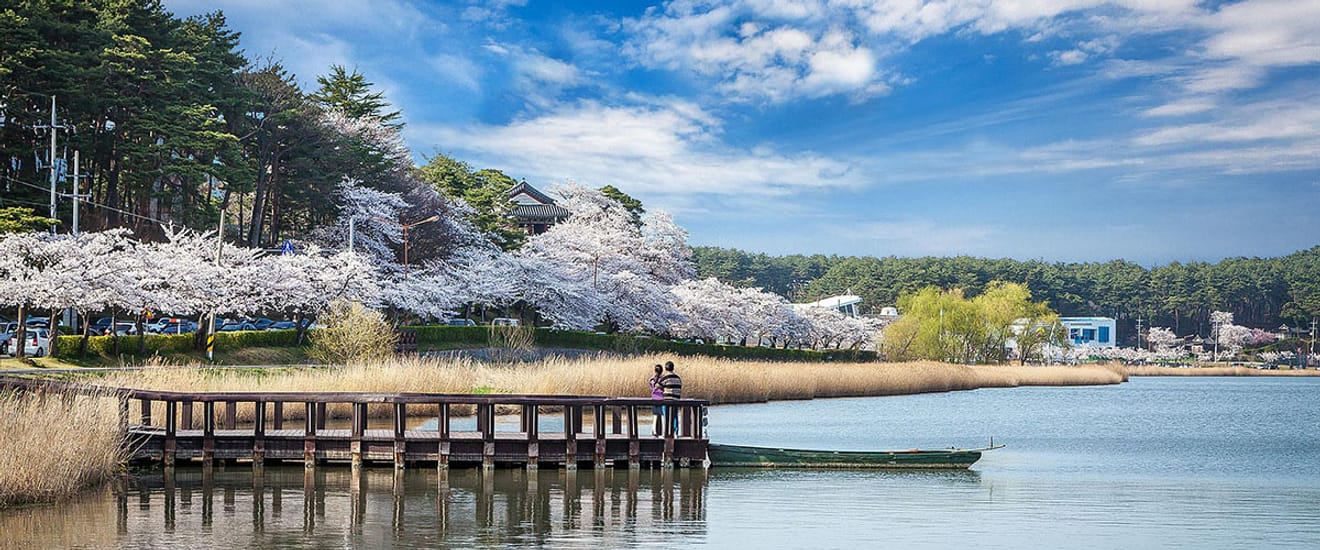 Spring Breeze Travel! 2024 Cherry Blossom Hotspots Across Korea