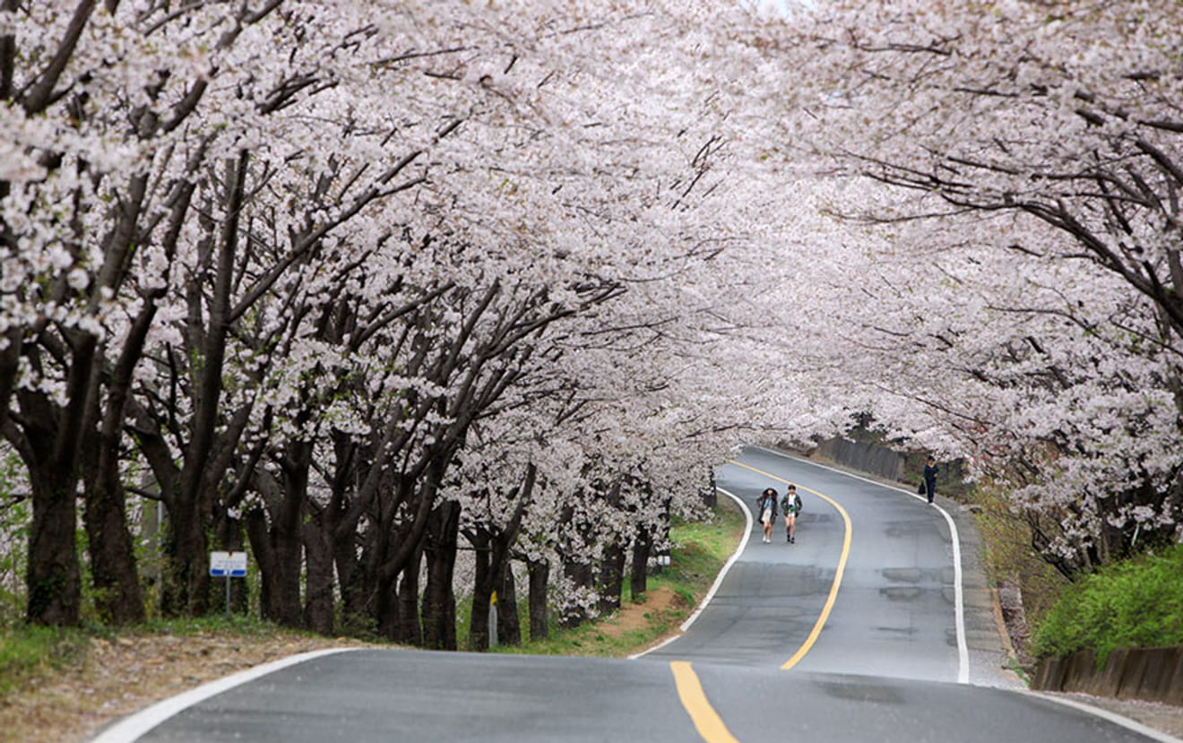 Spring Breeze Travel! 2024 Cherry Blossom Hotspots Across Korea