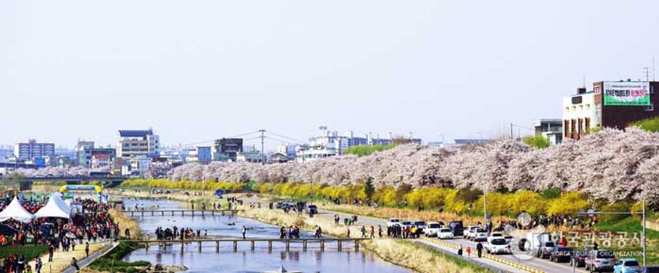 春風踏青去！2024年全台櫻花景點推薦