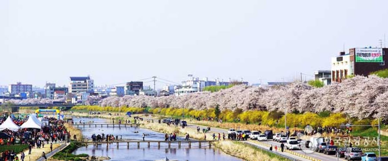 Spring Breeze Travel! 2024 Cherry Blossom Hotspots Across Korea