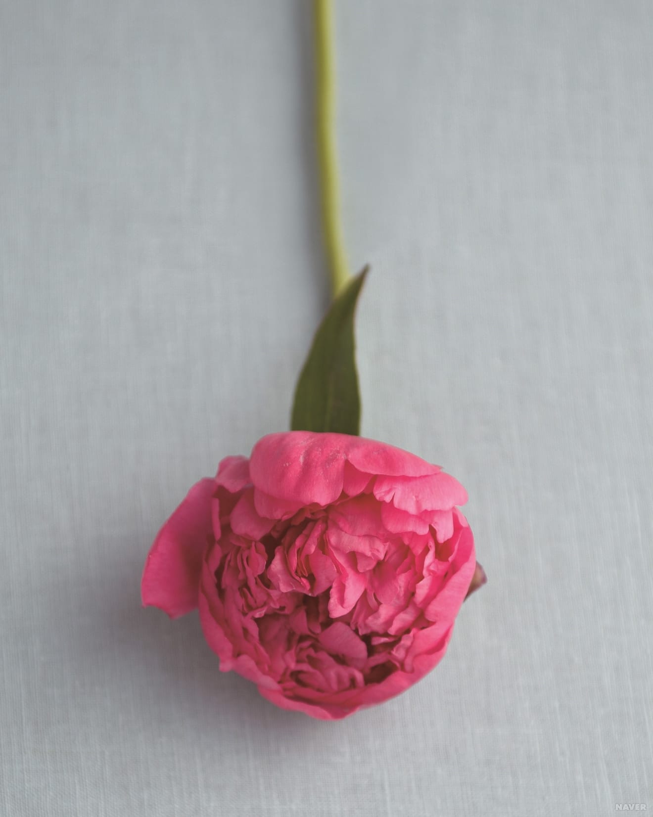 学校で学んだ花中王に登場するこの花の名前は？