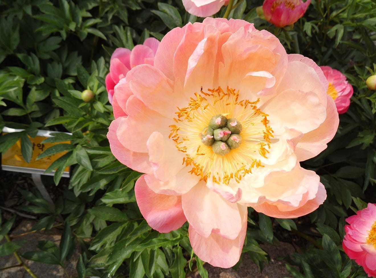 学校で学んだ花中王に登場するこの花の名前は？