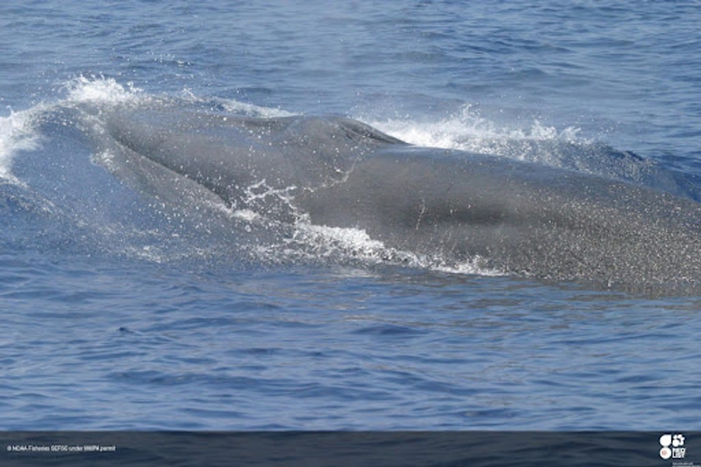 La ballena de arroz, reducida a solo 26 ejemplares por el derrame de Deepwater Horizon