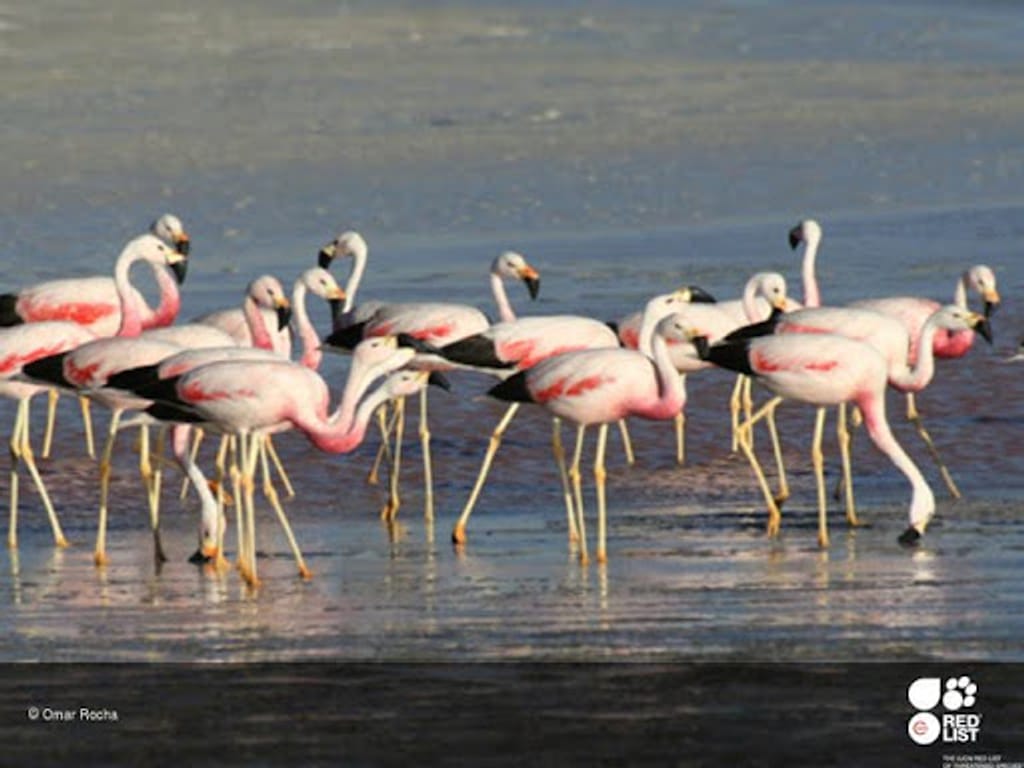 Perché i fenicotteri sono rosa: una specie a rischio di estinzione
