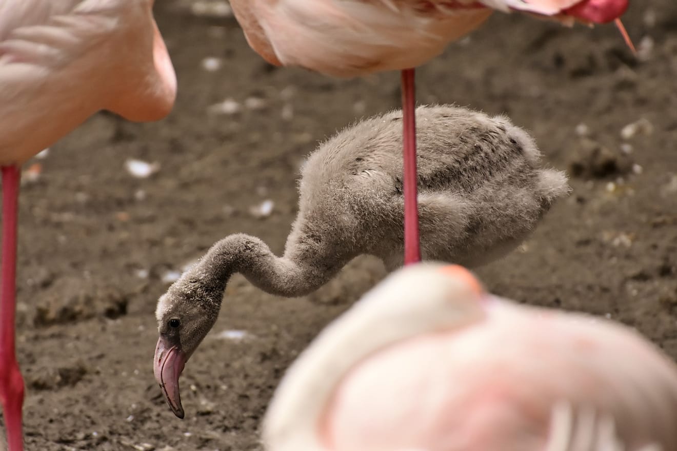 Perché i fenicotteri sono rosa: una specie a rischio di estinzione
