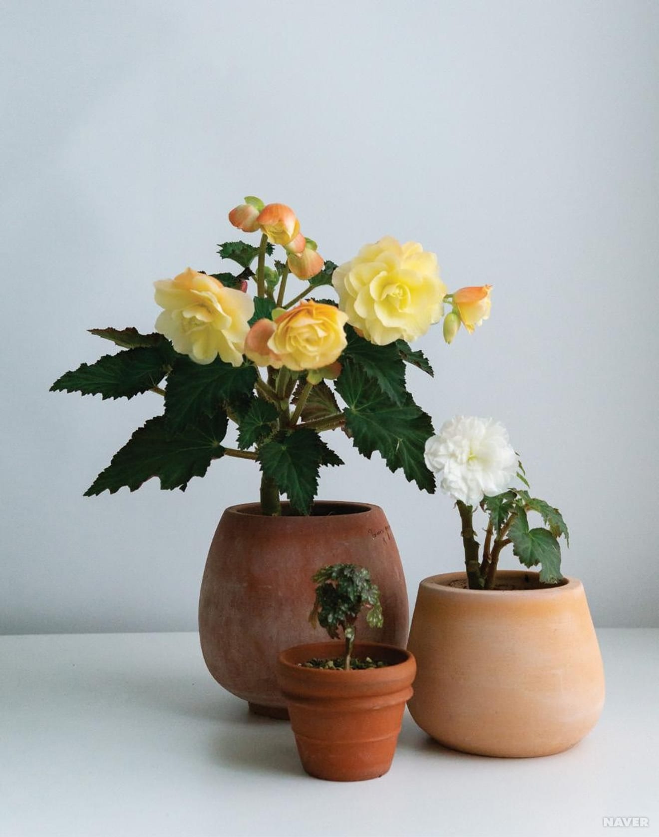 Begonias: Essentiële kamerplanten voor plantenliefhebbers