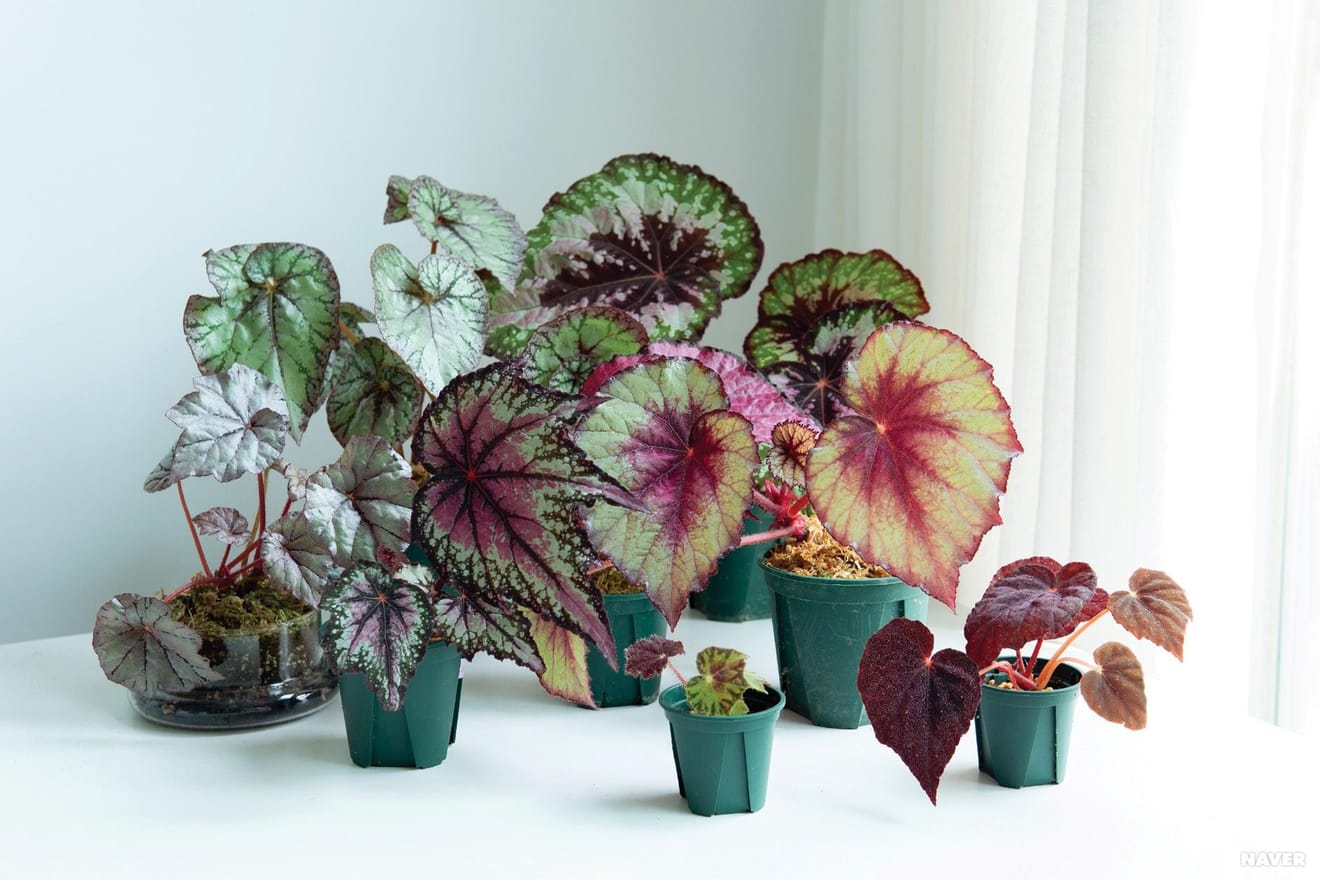 Begonias: Essentiële kamerplanten voor plantenliefhebbers