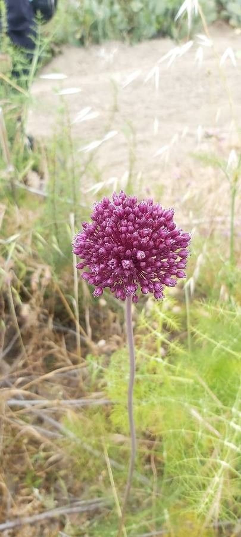 Bawang Kucai (x) Allium, Bunga yang Menantang untuk Ditumbuhkan di Asia Timur