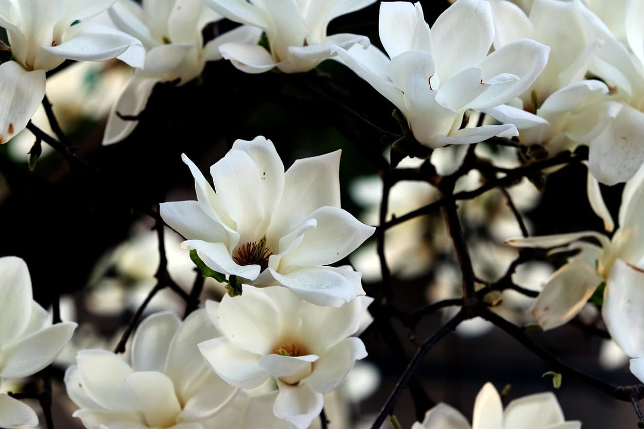 La magnolia, una flor que existía antes de las abejas y las mariposas (Método para distinguir entre la magnolia coreana y la china)