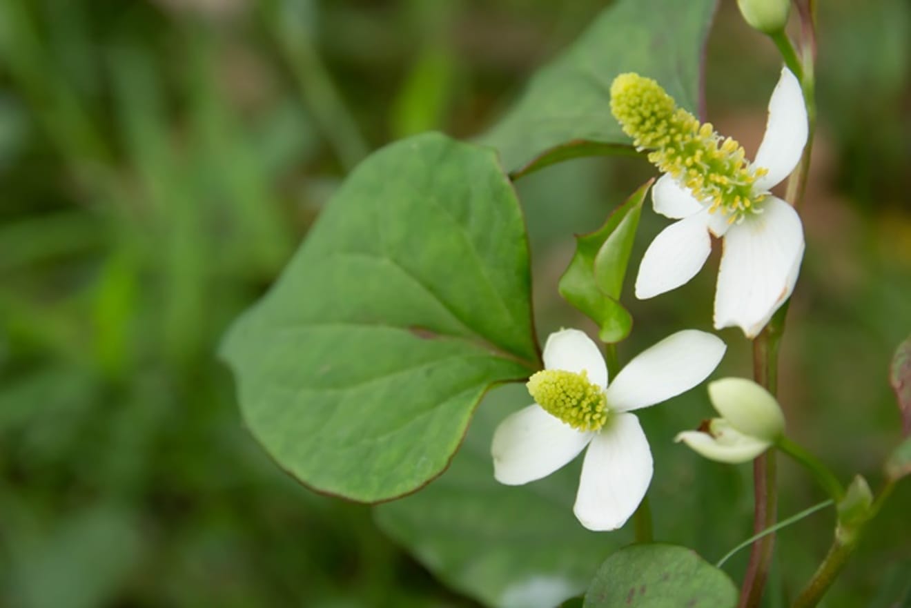 Homalomena occulta Vorteile