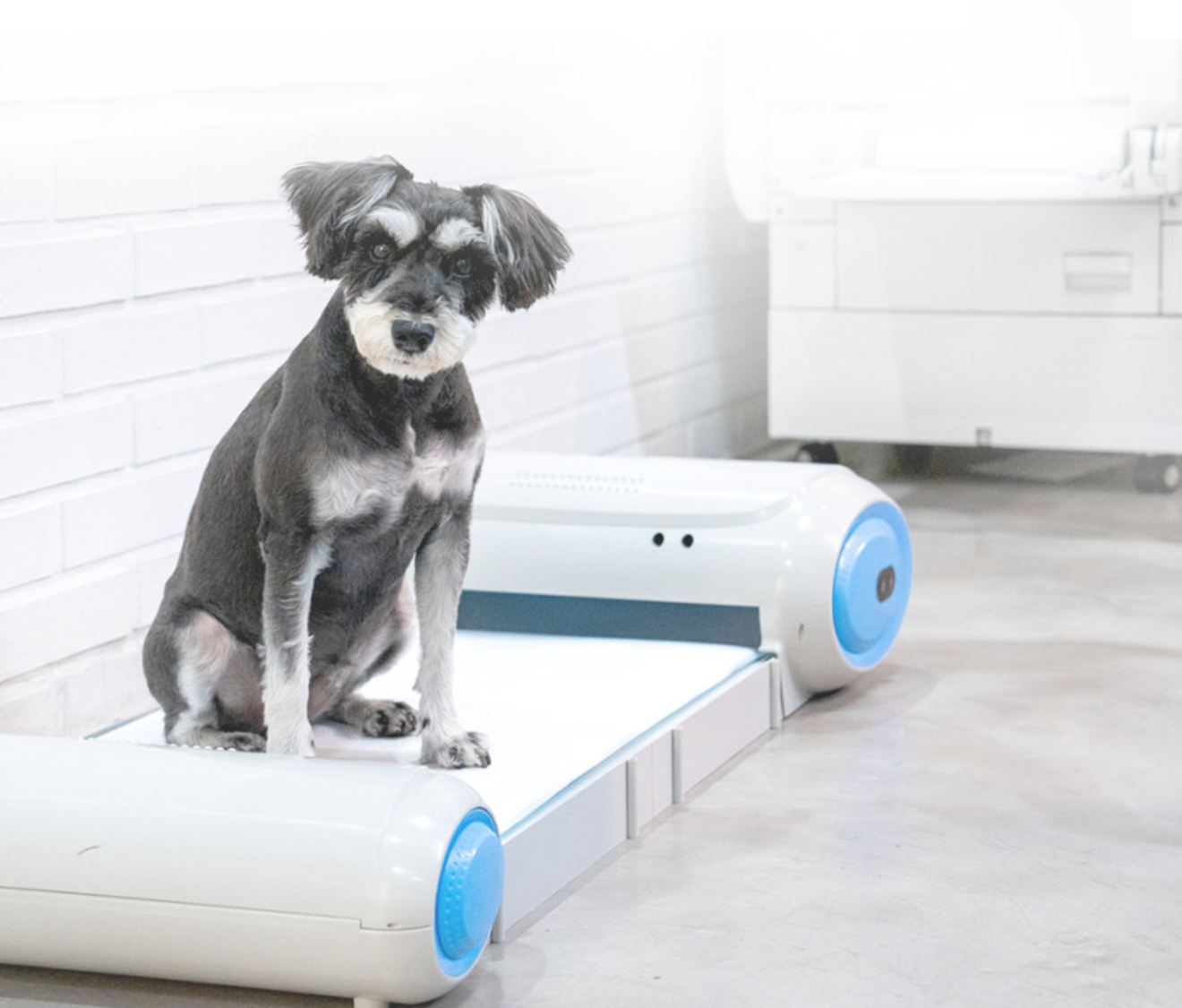 Puppy Pee Pad Recommendations