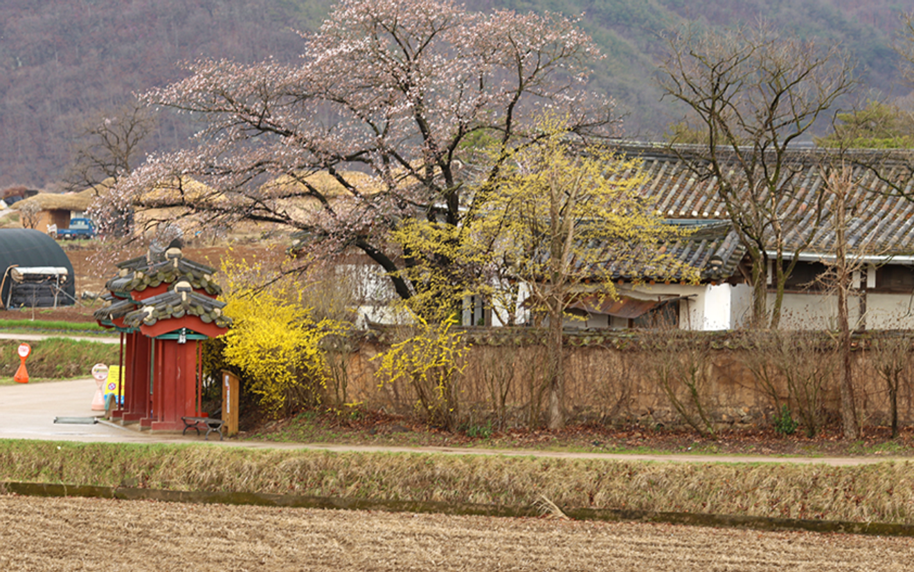 自然與歷史共存的安東河回村