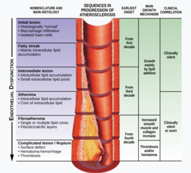 Karotisarteriitis: Symptome, Behandlung, Ursachen, Mortalität, Prognose, Management