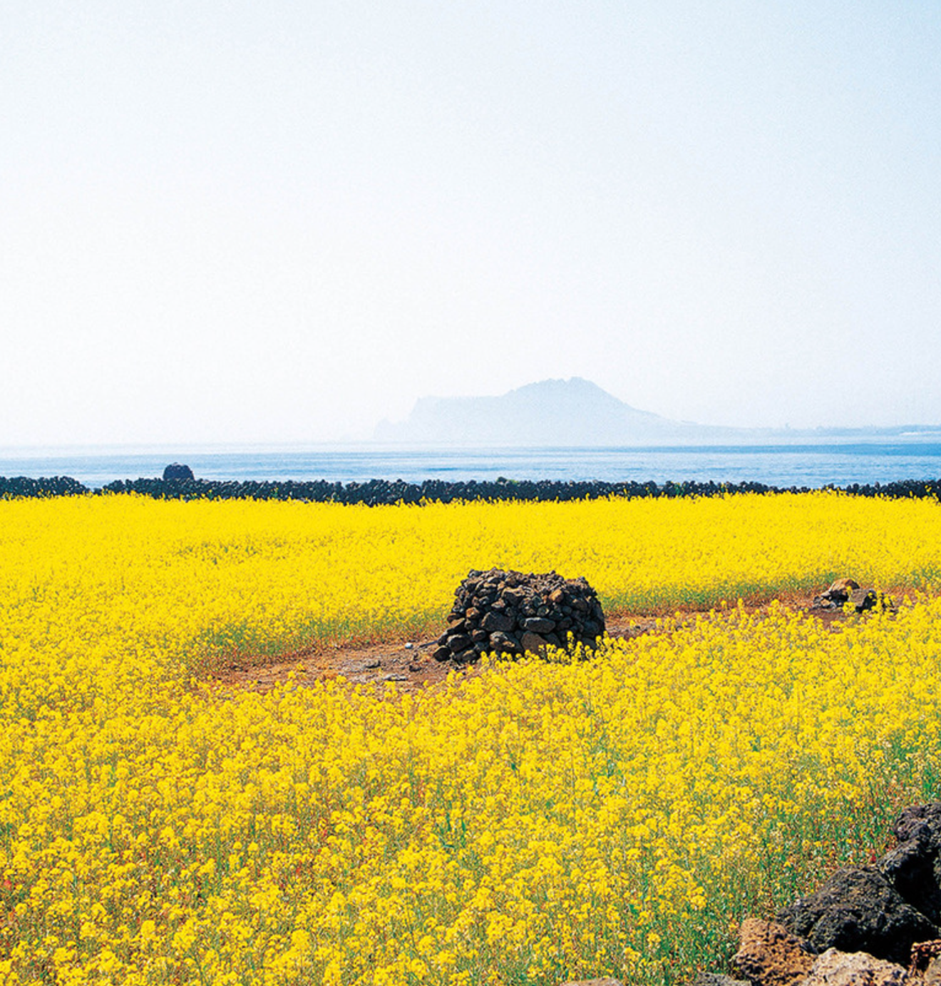Udo Island Exploration: A Hidden Gem in Jeju!