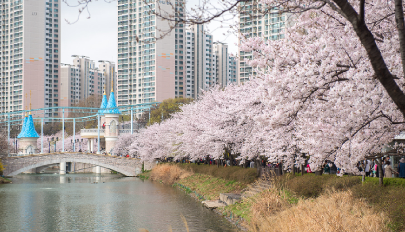 [Nei dintorni di Seoul] I migliori luoghi per ammirare i fiori di ciliegio nel 2024!