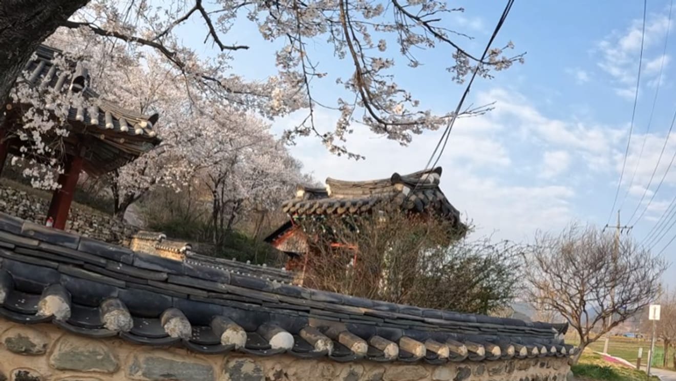 Korea's Cherry Blossom Hotspot: Seomjin River Bike Path Cycling & Camping Day 1