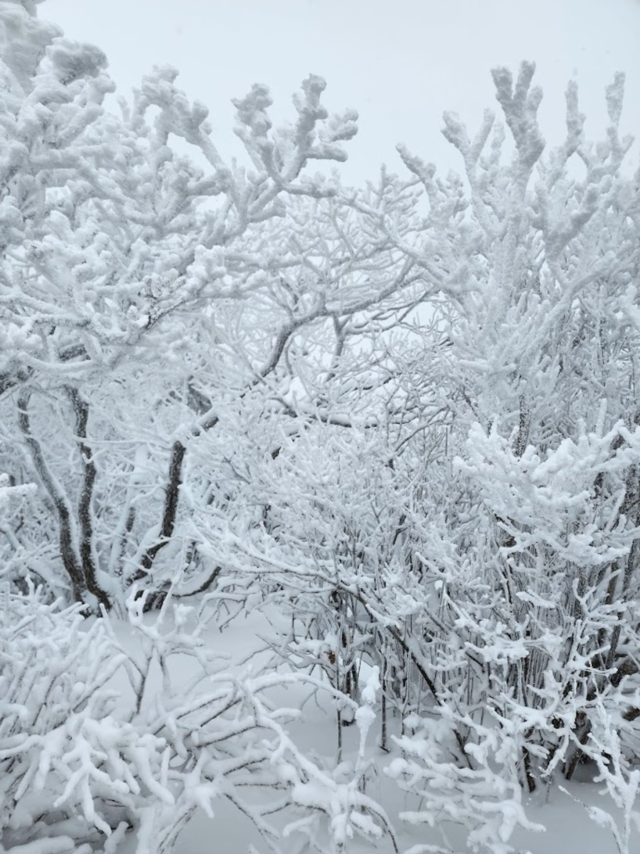 [National Park Stamp Tour] 13. Easy Snow Hiking in Naejangsan with a Cable Car, Even for Beginners