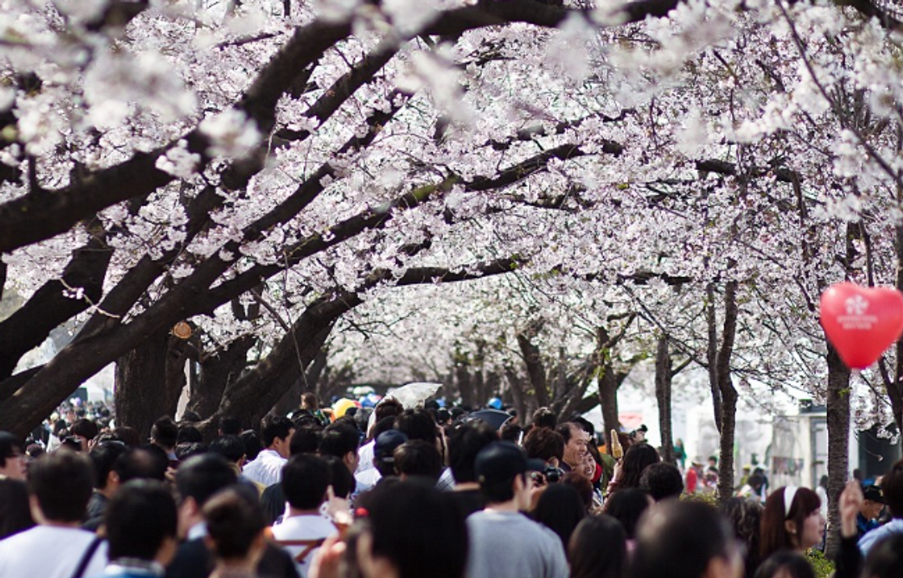 [Nei dintorni di Seoul] I migliori luoghi per ammirare i fiori di ciliegio nel 2024!