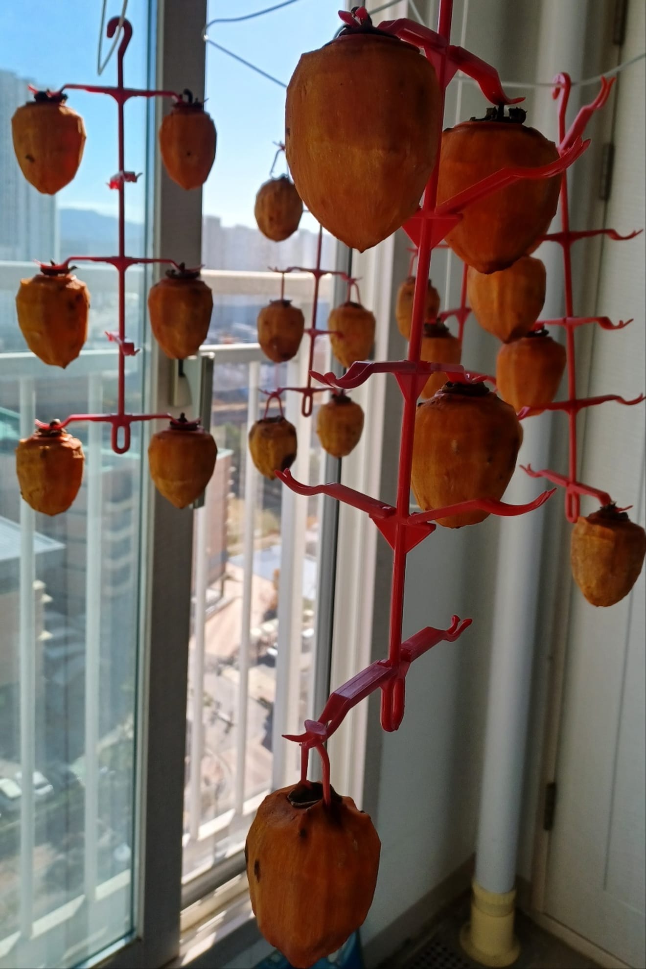 Mengamati Proses Perjuangan dari Buah Persimmon Menjadi Persimmon Kering