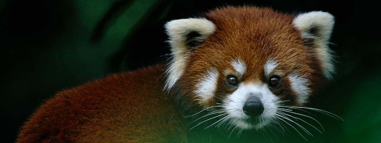 Le « petit panda » plus mignon que le panda est en voie de disparition