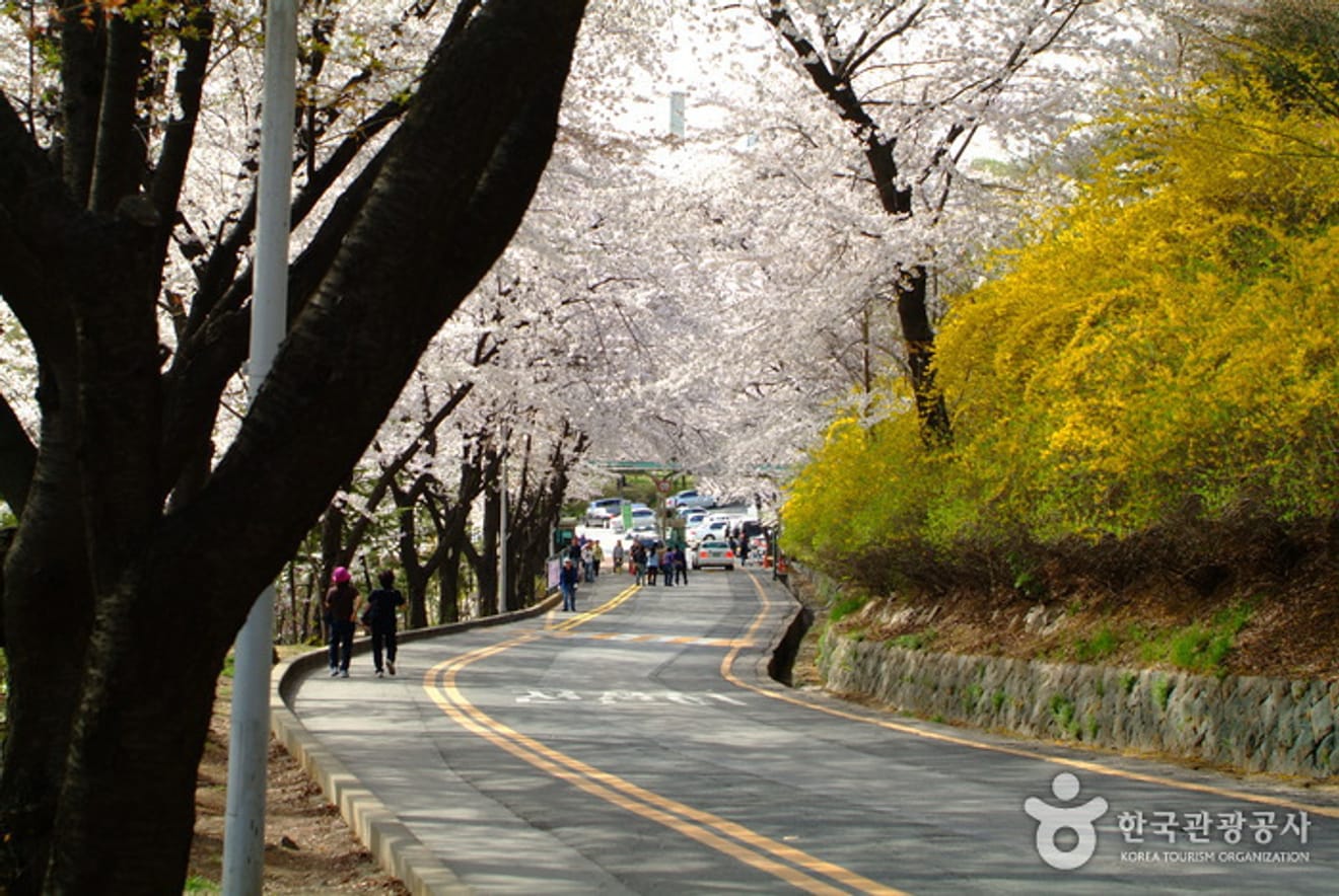 Pink in Spring! Top 10 Cherry Blossom Spots in Seoul for 2024