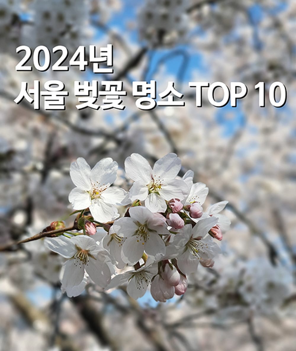 春意盎然粉紅綻放！2024年首爾賞櫻勝地TOP 10