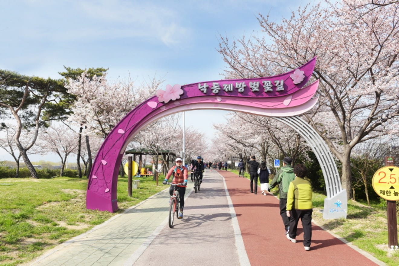 Heißer als Kirschblüten! Die besten Kirschblüten-Spots in Busan 2024 für unvergessliche Fotos