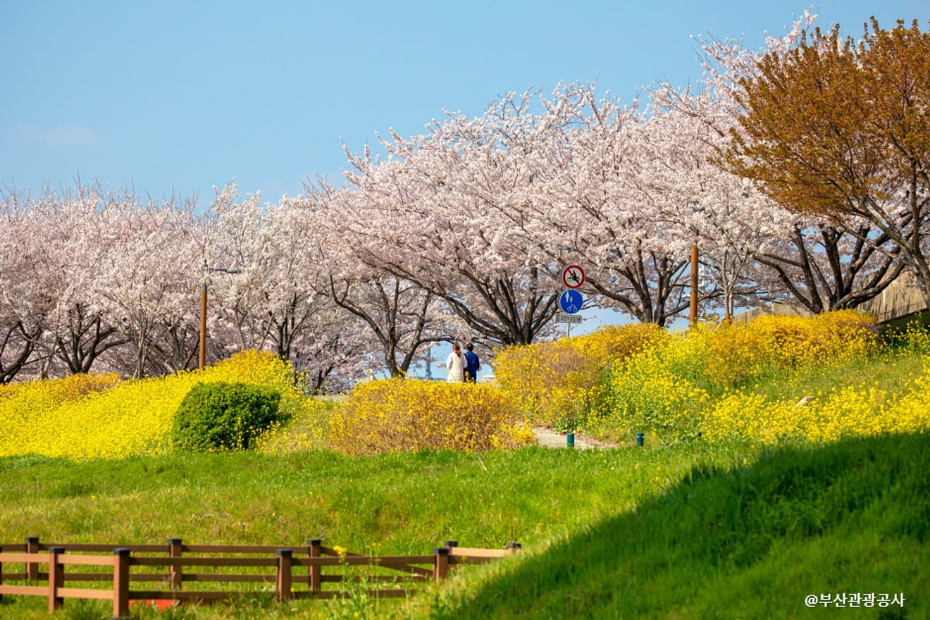 Heißer als Kirschblüten! Die besten Kirschblüten-Spots in Busan 2024 für unvergessliche Fotos