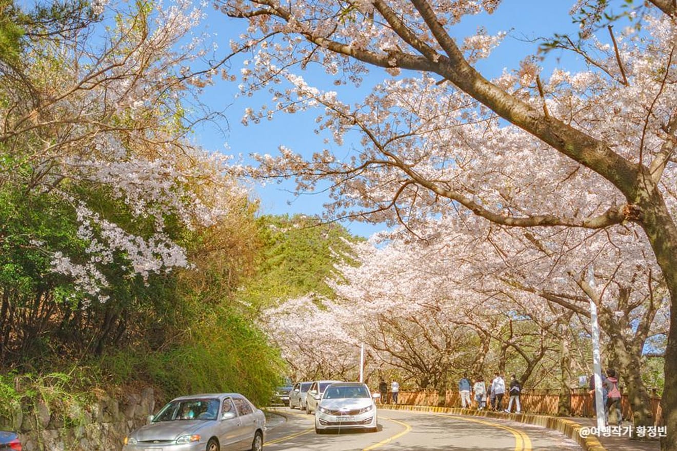 Heißer als Kirschblüten! Die besten Kirschblüten-Spots in Busan 2024 für unvergessliche Fotos