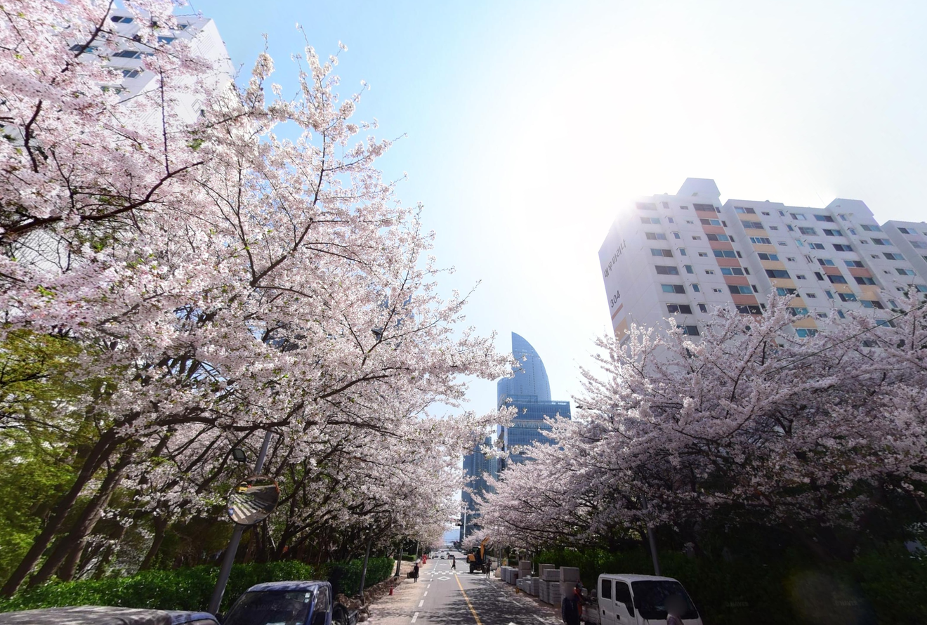 Heißer als Kirschblüten! Die besten Kirschblüten-Spots in Busan 2024 für unvergessliche Fotos