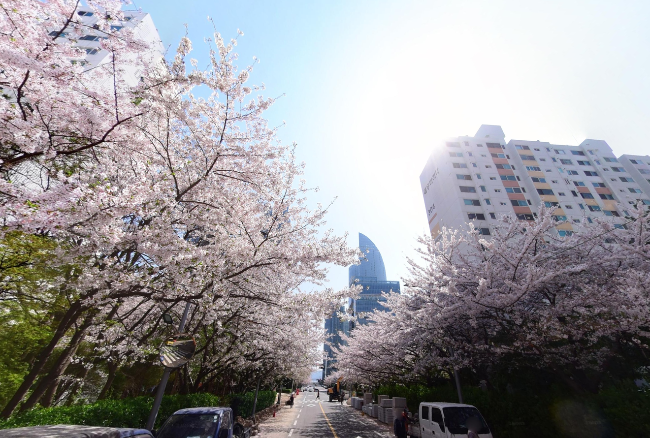 Even Hotter Than Cherry Blossoms! 2024 Busan's Top 7 Cherry Blossom Spots Guaranteed to Capture Stunning Photos