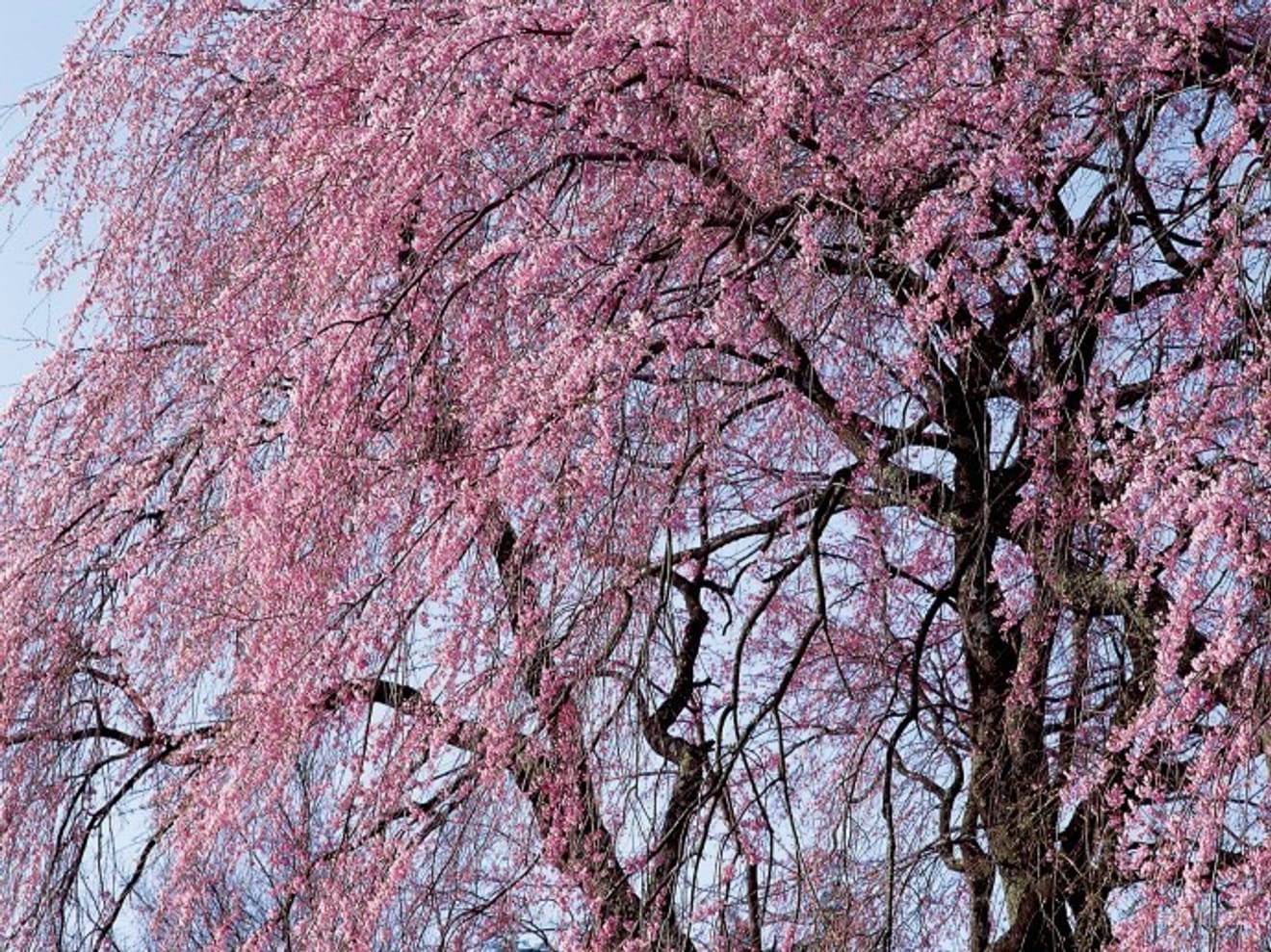 Korean Cherry Blossom (Source