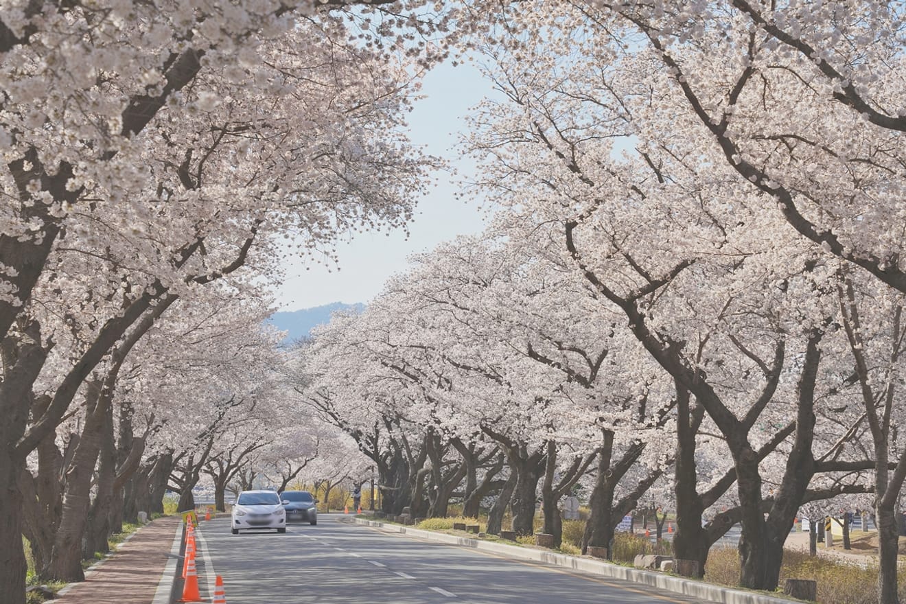 Kelopak Sakura Gyeongju 2024 yang Menawan.. Kumpulan Tempat Tersembunyi
