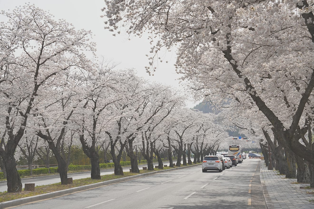 Kelopak Sakura Gyeongju 2024 yang Menawan.. Kumpulan Tempat Tersembunyi