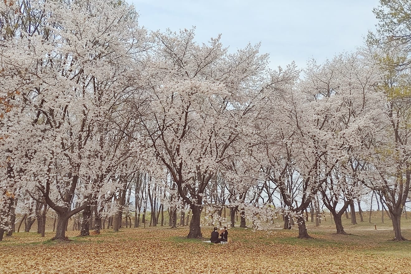 Exciting Gyeongju Cherry Blossoms in 2024.. Hidden Gems