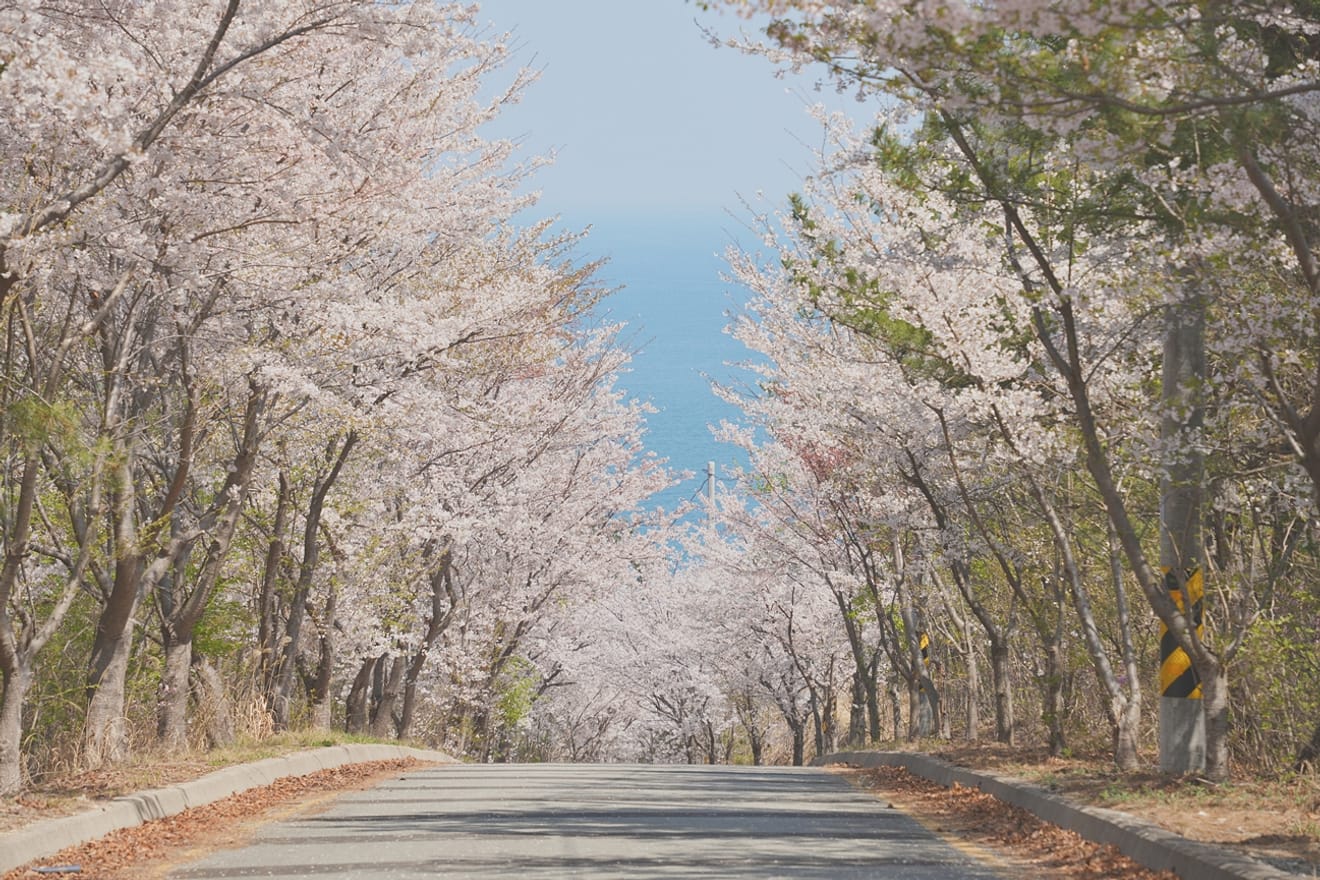 Kelopak Sakura Gyeongju 2024 yang Menawan.. Kumpulan Tempat Tersembunyi