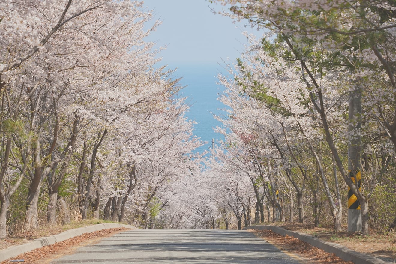 Exciting Gyeongju Cherry Blossoms in 2024.. Hidden Gems