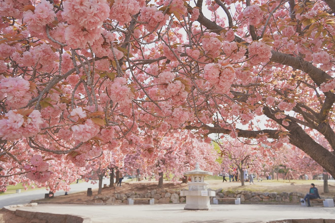 Kelopak Sakura Gyeongju 2024 yang Menawan.. Kumpulan Tempat Tersembunyi