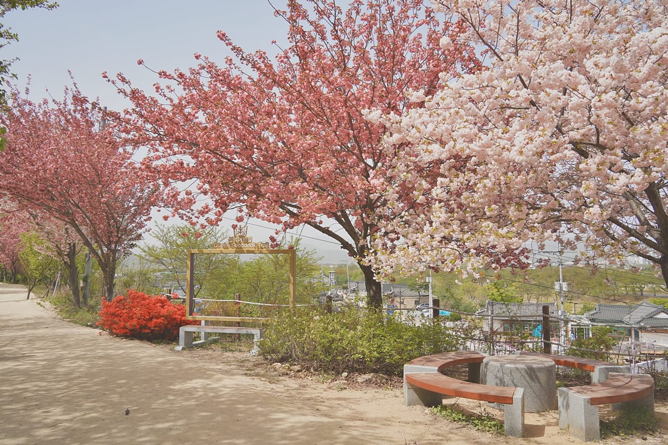 Kelopak Sakura Gyeongju 2024 yang Menawan.. Kumpulan Tempat Tersembunyi