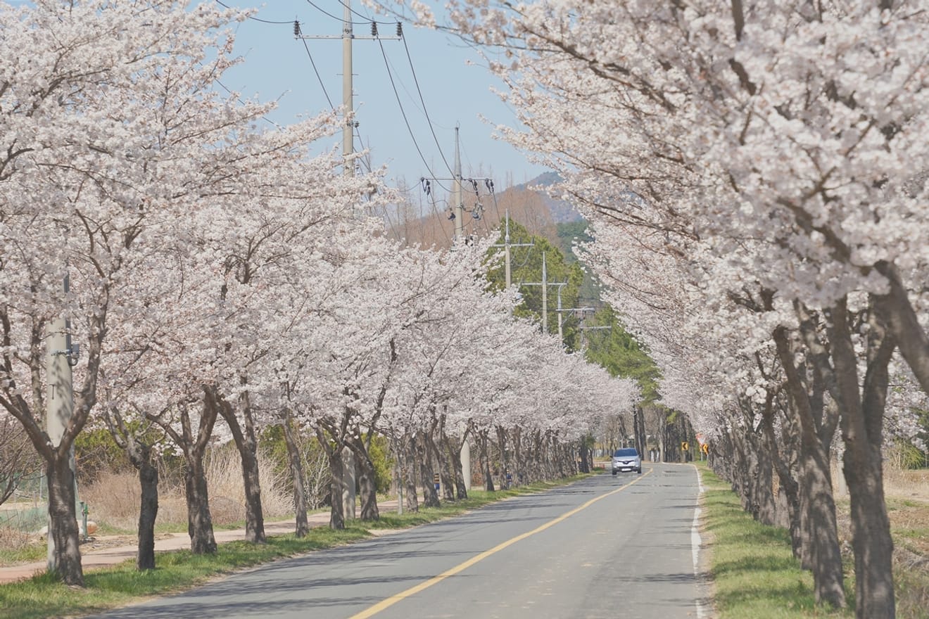 Kelopak Sakura Gyeongju 2024 yang Menawan.. Kumpulan Tempat Tersembunyi