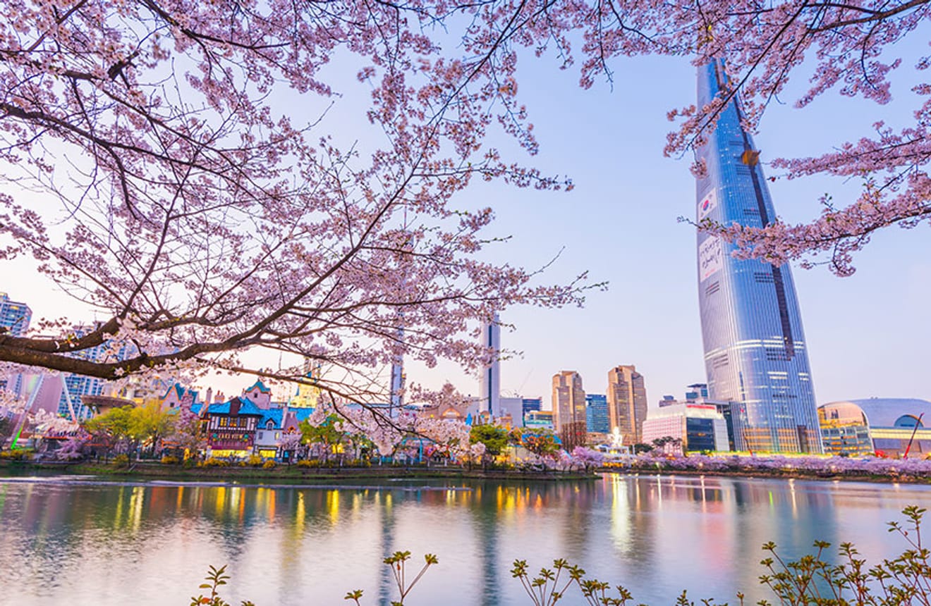 Pink in Spring! Top 10 Cherry Blossom Spots in Seoul for 2024