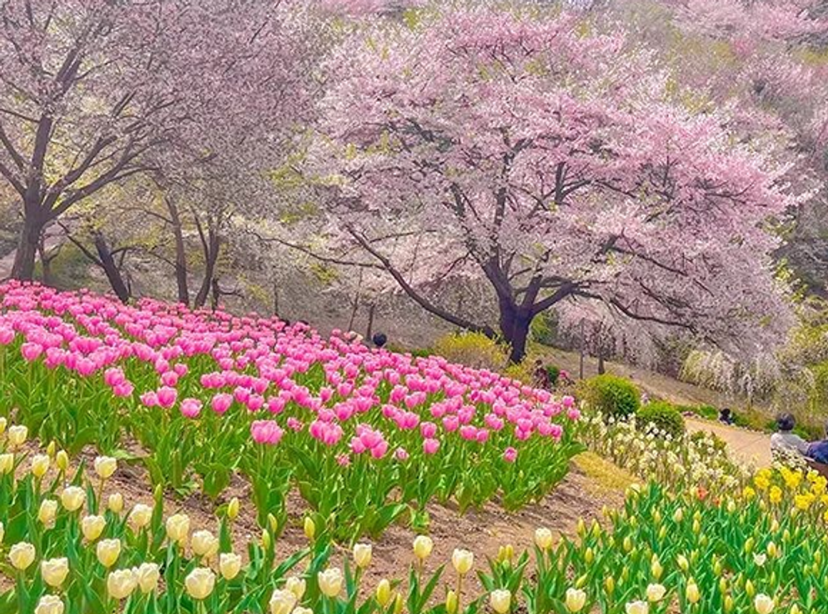 Pink in Spring! Top 10 Cherry Blossom Spots in Seoul for 2024