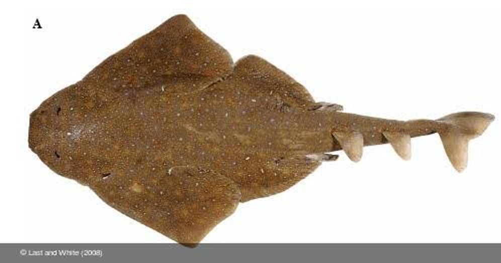 Hiu Bersayap yang Terancam Punah 'Angelshark'