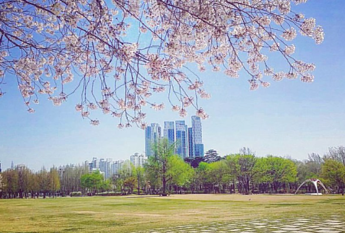 [Sekitar Seoul] Rekomendasi Tempat Menikmati Bunga Sakura 2024!