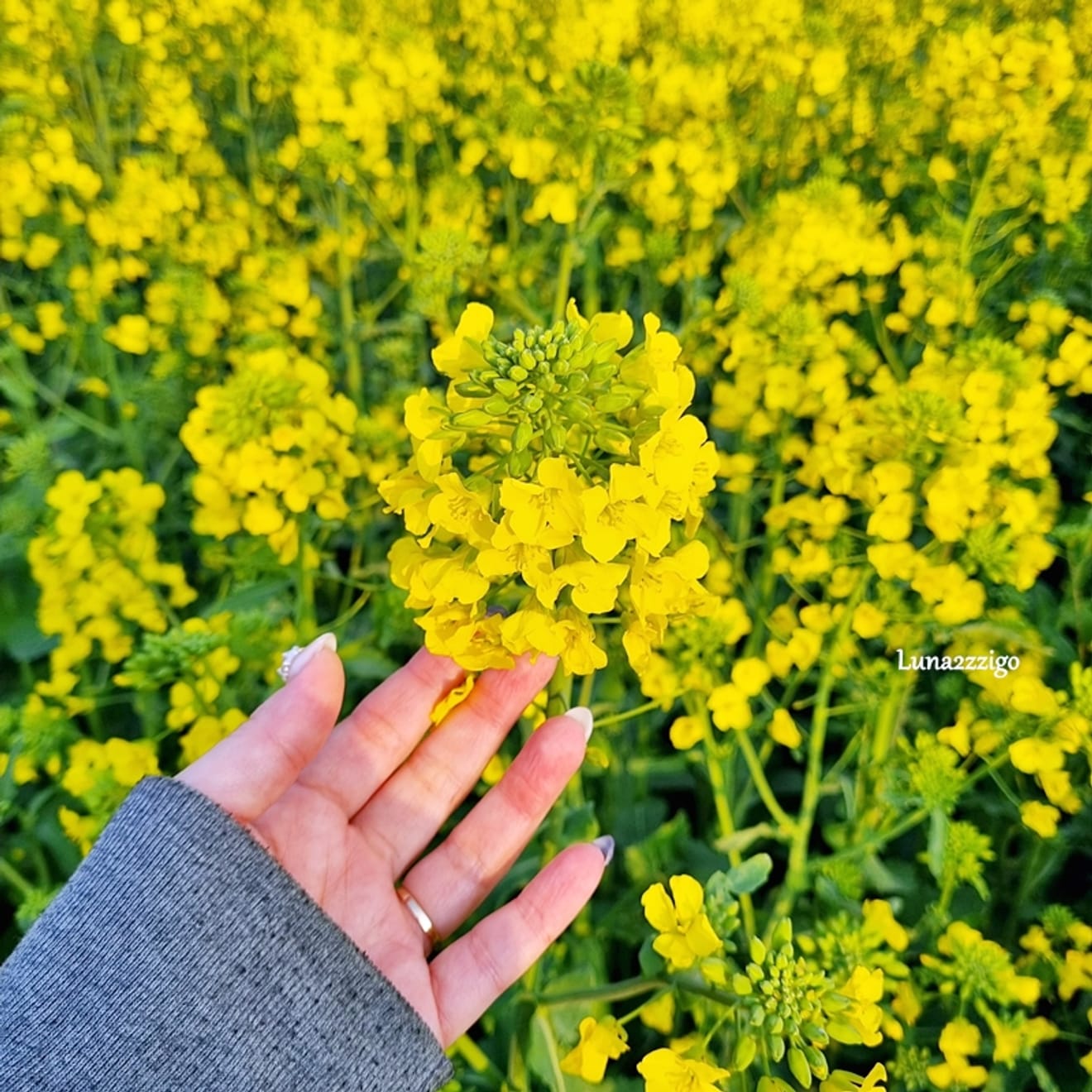 Campo de flores de canola muito bonito  Campo de flores de canola do Parque de Observatório do Nascer do Sol de Hoemi, Pohang