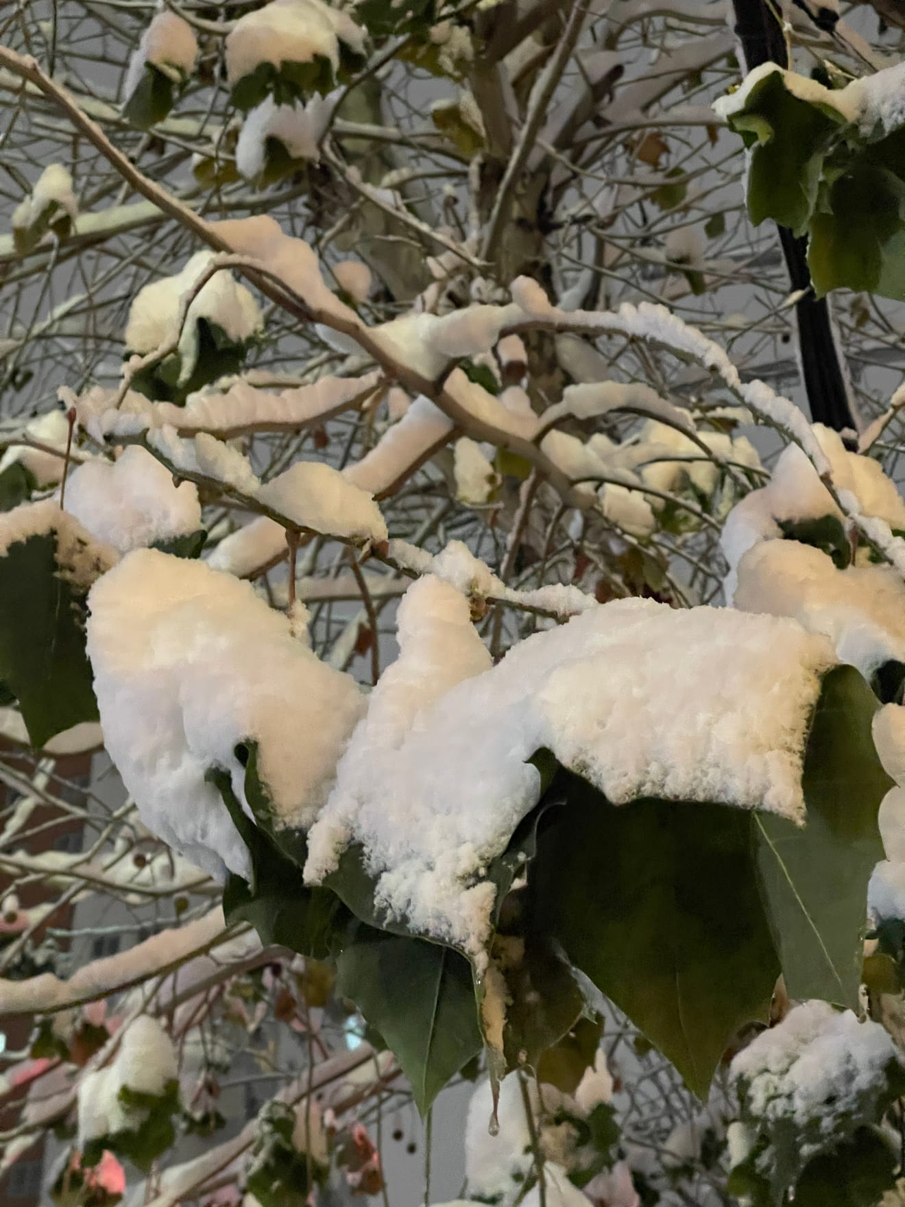 ソウル明洞に雪が降りました - 木の様子