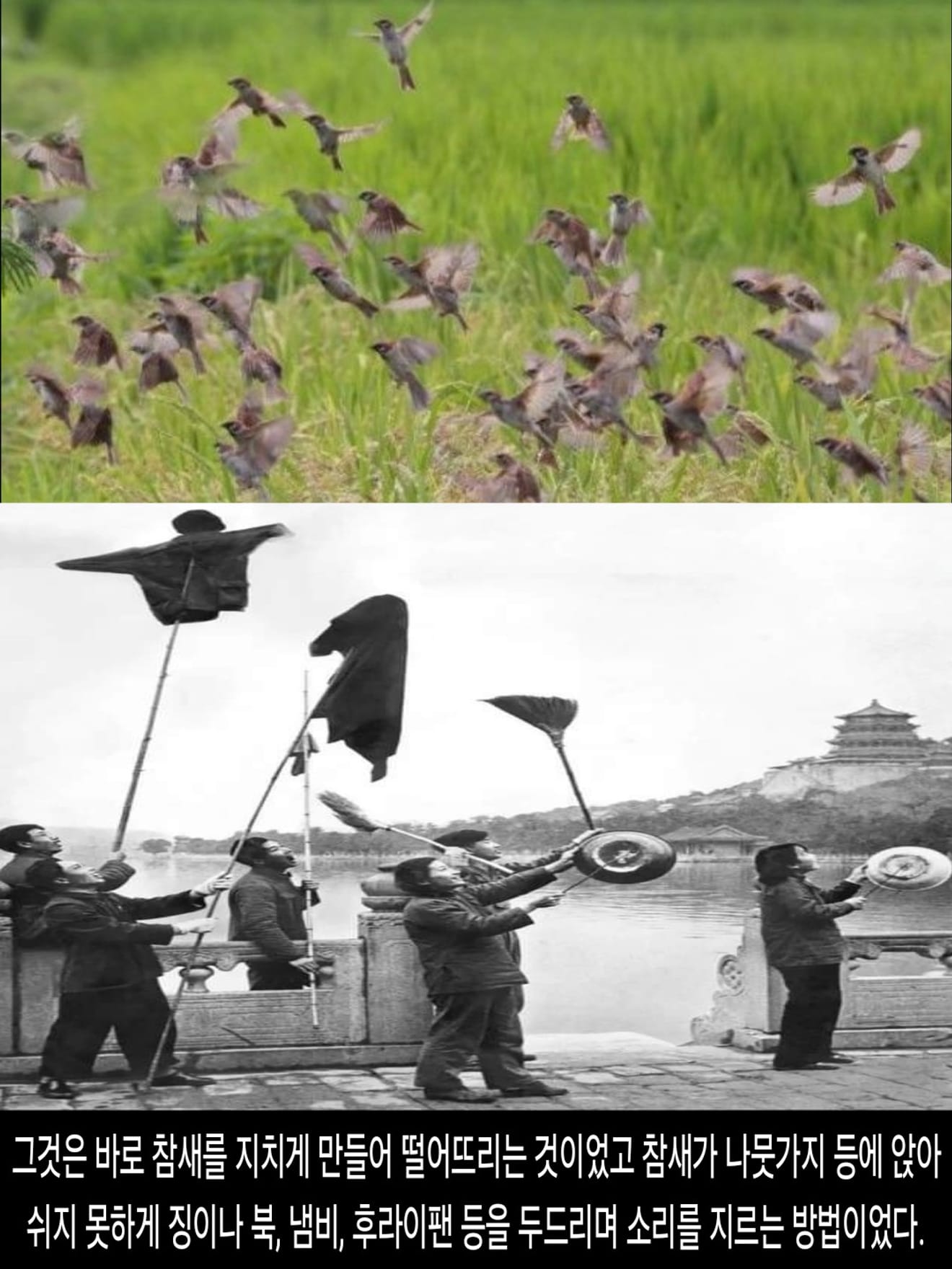 <DHC> นโยบายที่น่าสลดใจที่สุดในประวัติศาสตร์จีน การก้าวกระโดดครั้งใหญ่ ซึ่งทำให้ผู้คนหลายสิบล้านคนต้องเผชิญกับความตาย