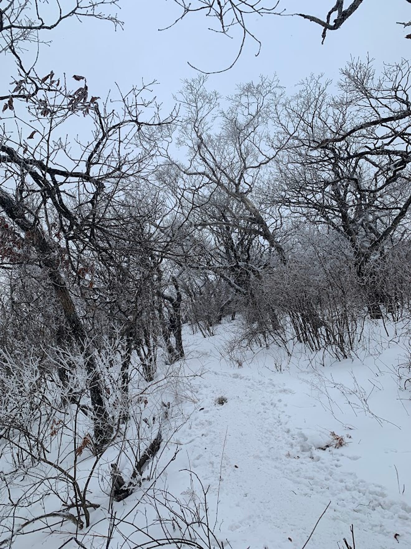 [National Park Stamp Tour] 11. Taebaeksan, Beautiful with Snow Flowers